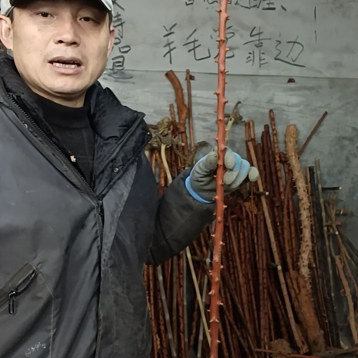 稳定木莲****心贵州檬子木   铁马鞭   根艺  半成品