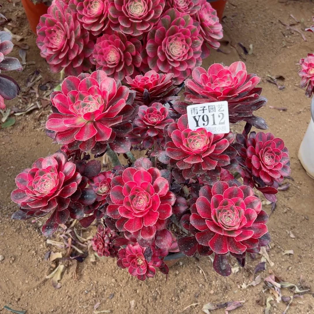 用**莉912香奈儿福袋雨子多肉