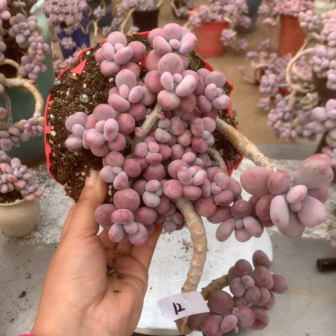 桃蛋老桩不带盆12号