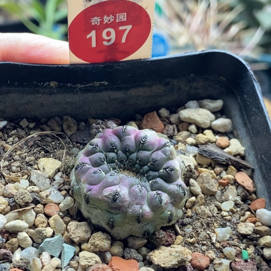 自根紫丽丸一颗，368