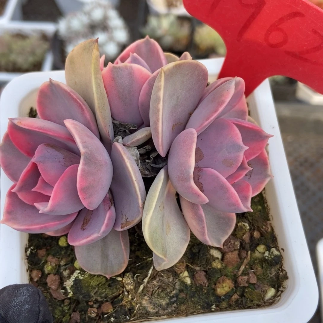 1962彩虹多肉植物