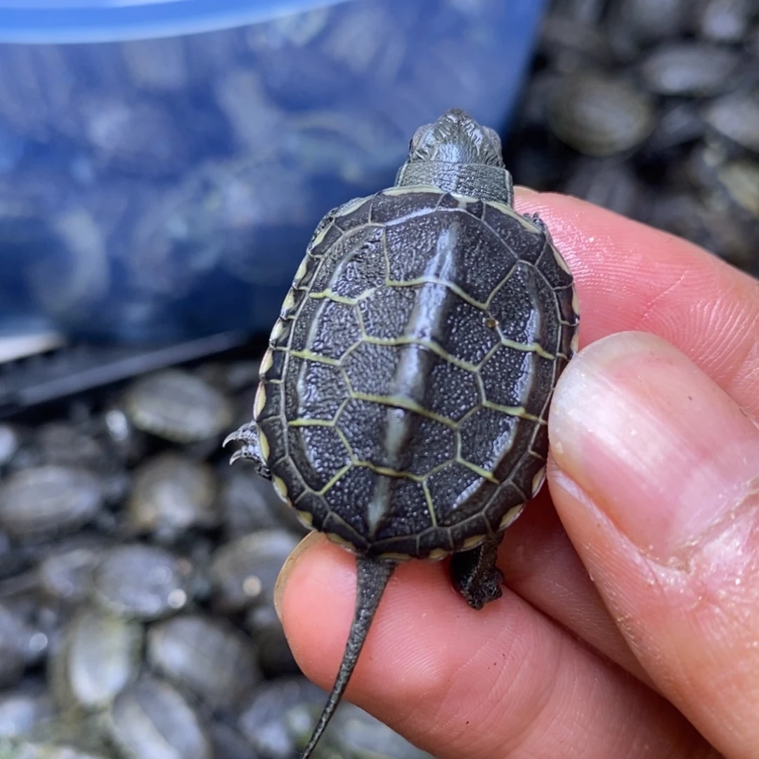 母绿毛龟金线草1只