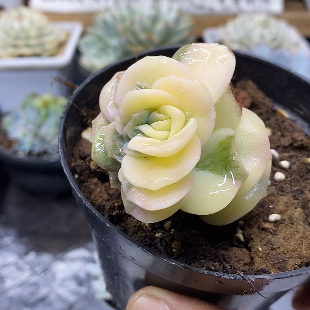27234 可爱玫瑰花脸锦