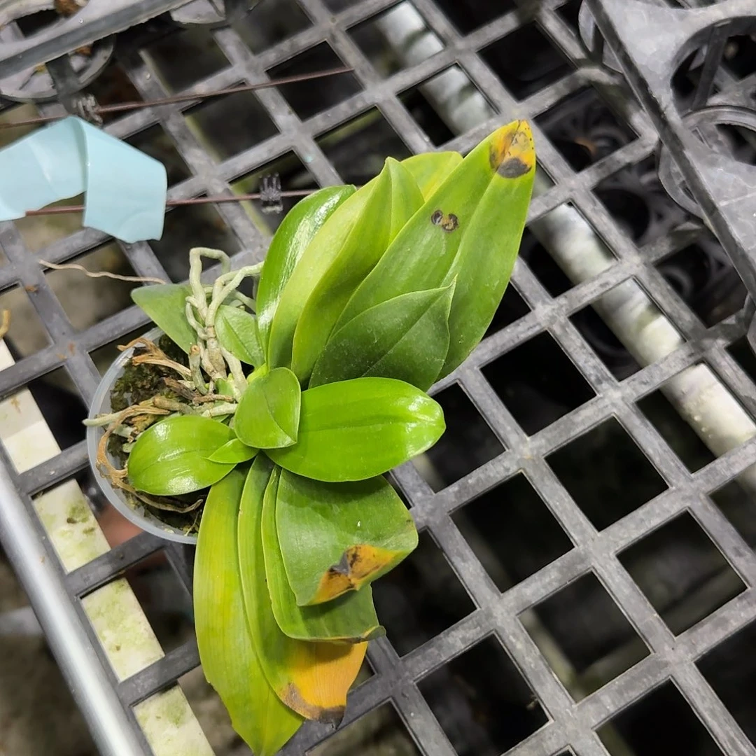 完全开放C15裸根。。。。