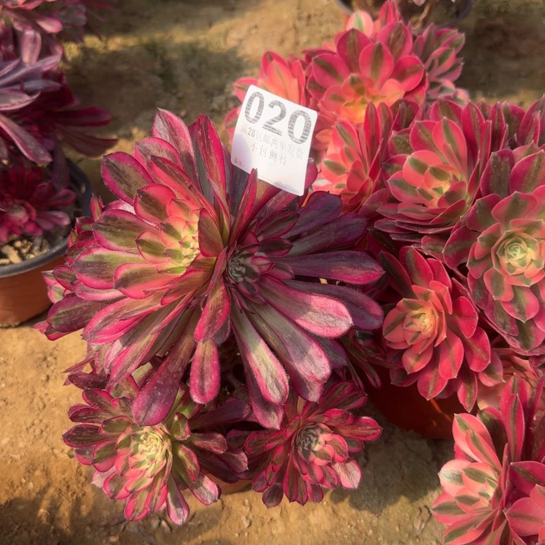 20号白月光清棚不包损