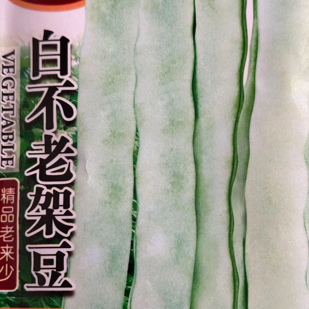 jj白不老扁架豆今年新种今年新种