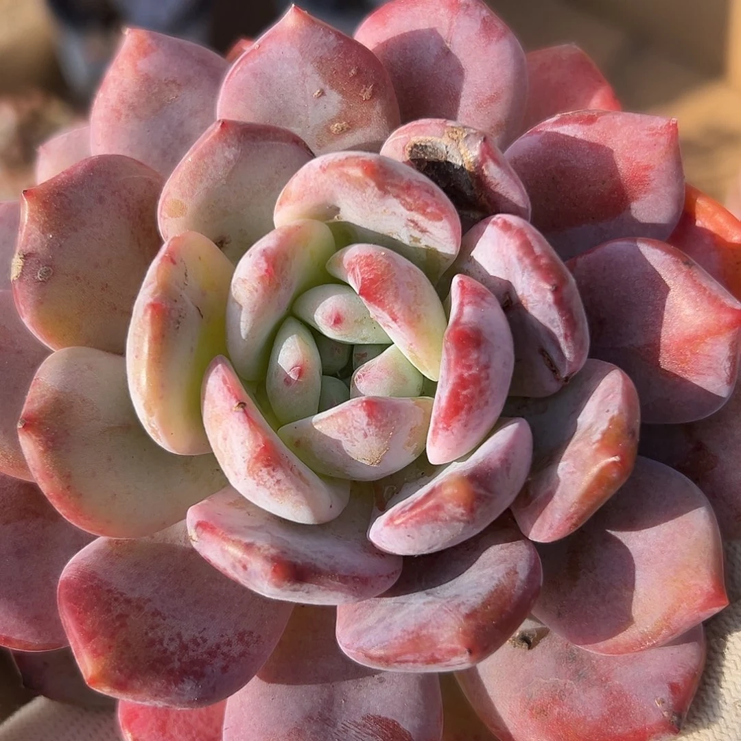 橙子杜呃呃呃呃呃呃呃呃