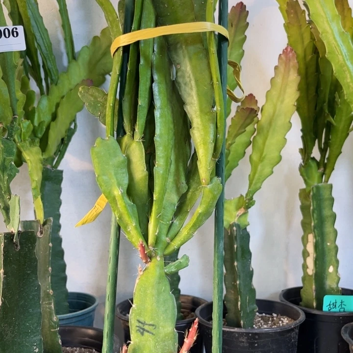 当前无花栽培后可以开花911