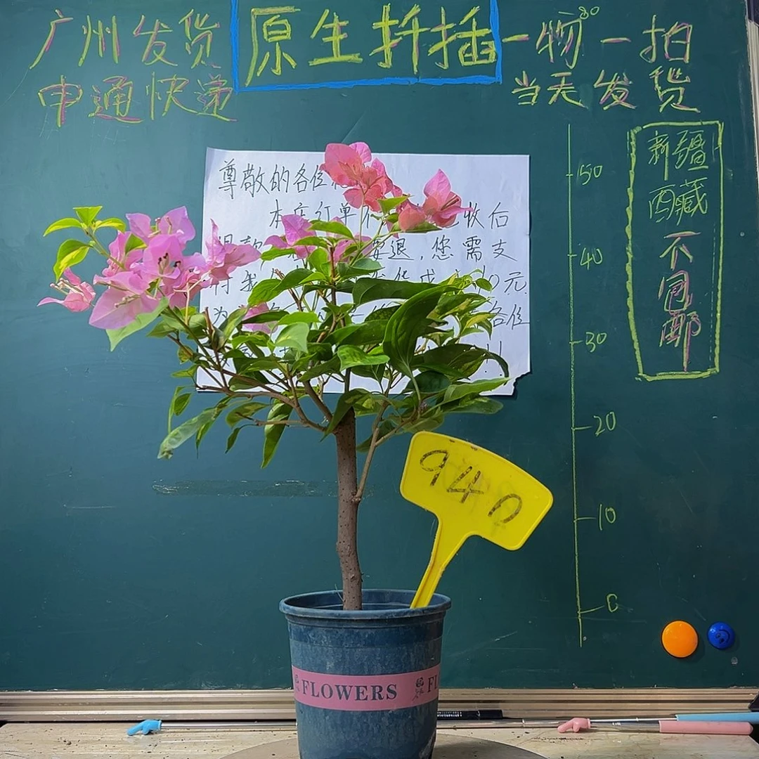 当前无花栽培后可以开花 橙白橙粉同株 940