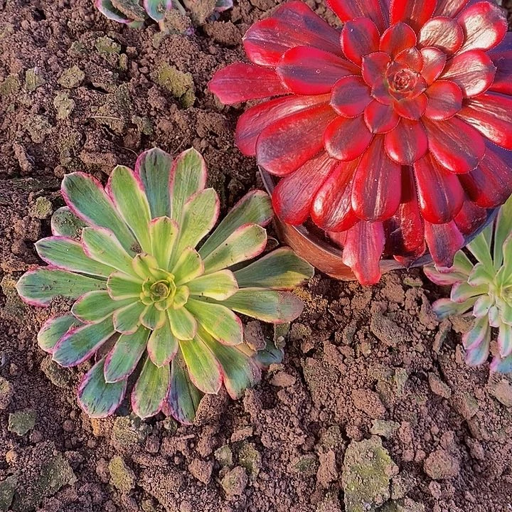 红茶法师加v锦锦法师