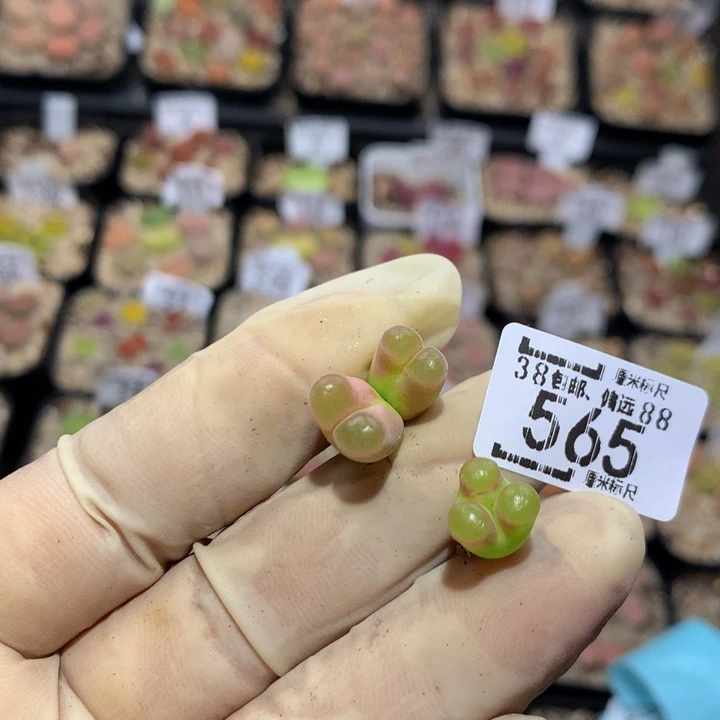 园***zzz精品人石花565