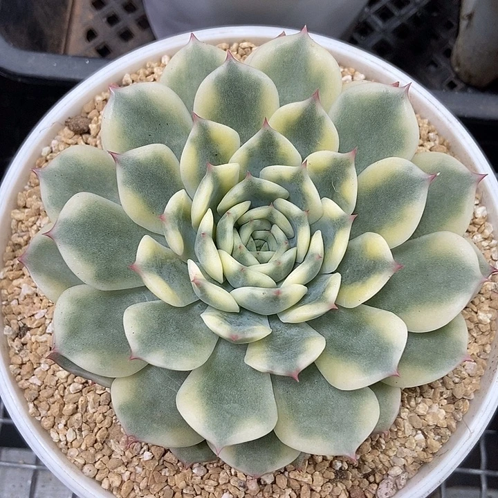 艾丽卡锦多肉植物