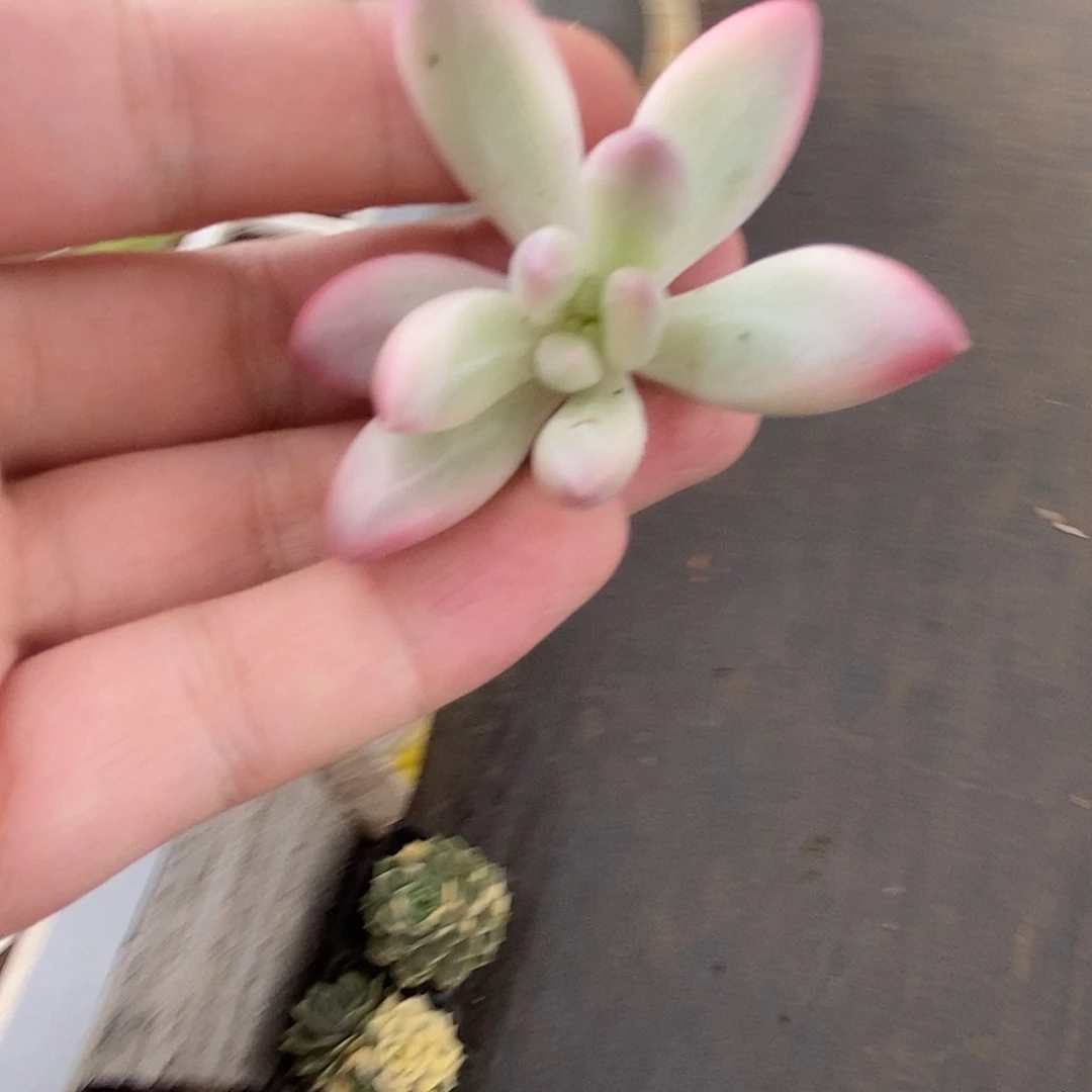 石**生福利红蜻蜓杂头盖