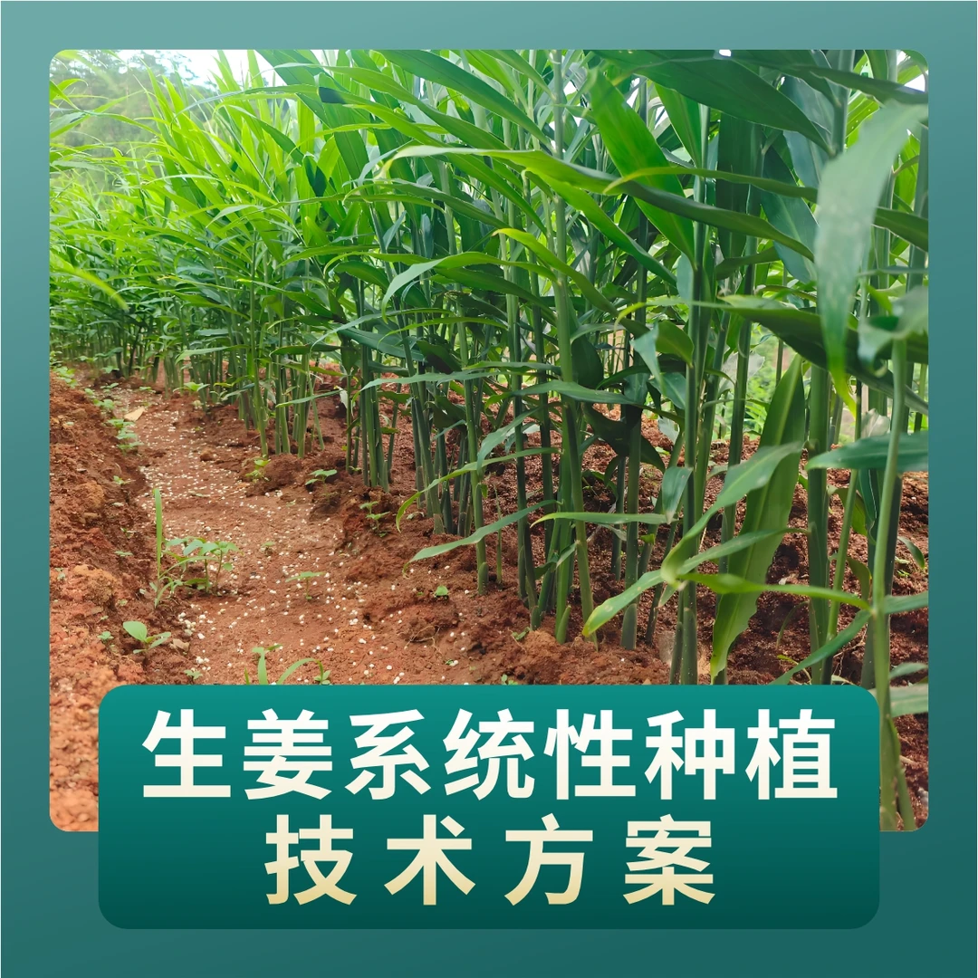 生姜系统性种植技术方案