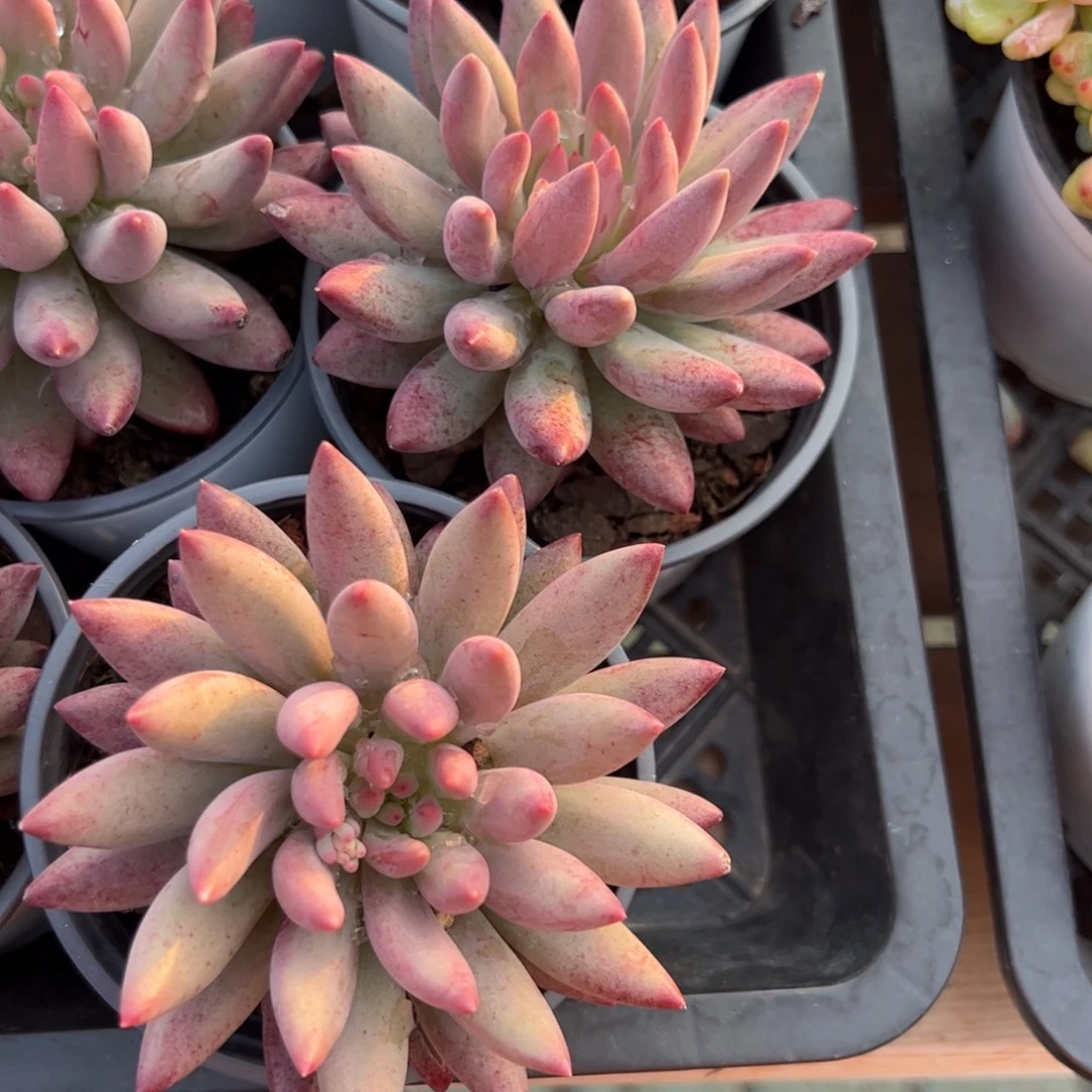 单头金鱼姬多肉植物精品