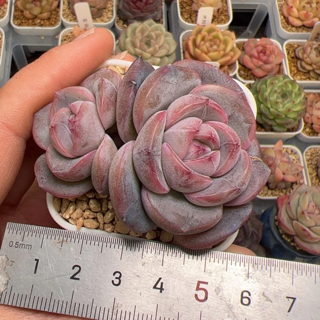 X*770 多肉植物组合盆栽