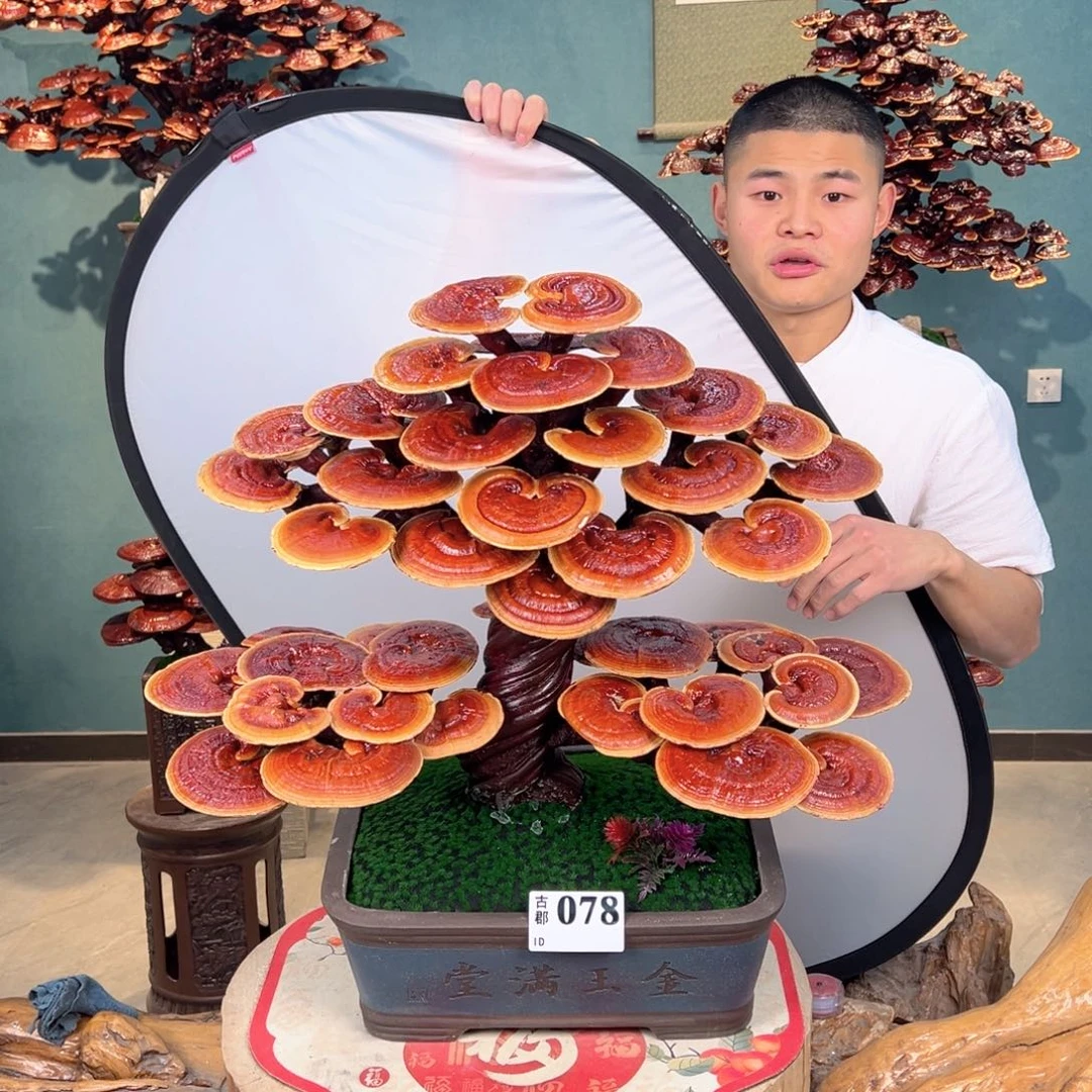 无花朵88888888888