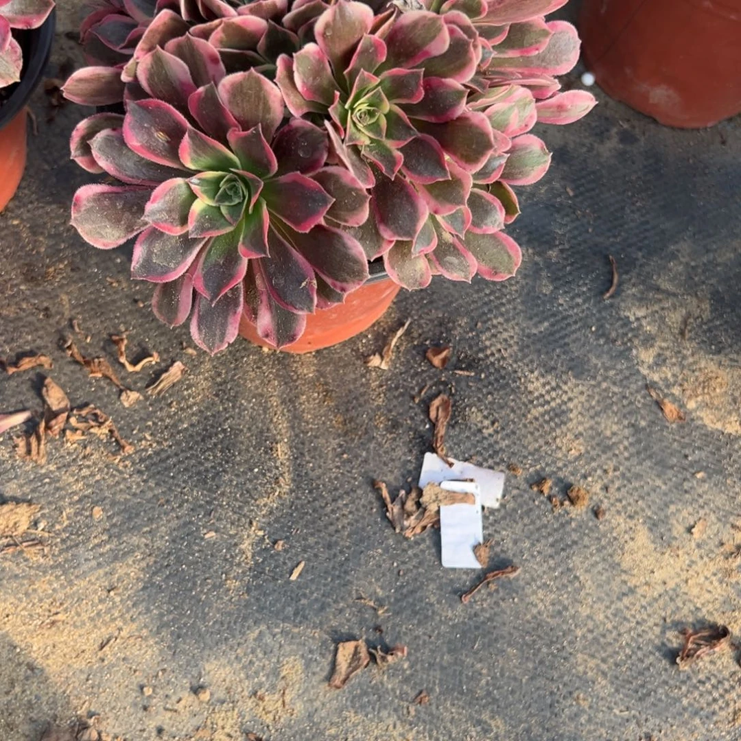 903女妖多肉植物法师