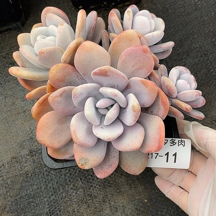 小七夕多肉拉拉奶11