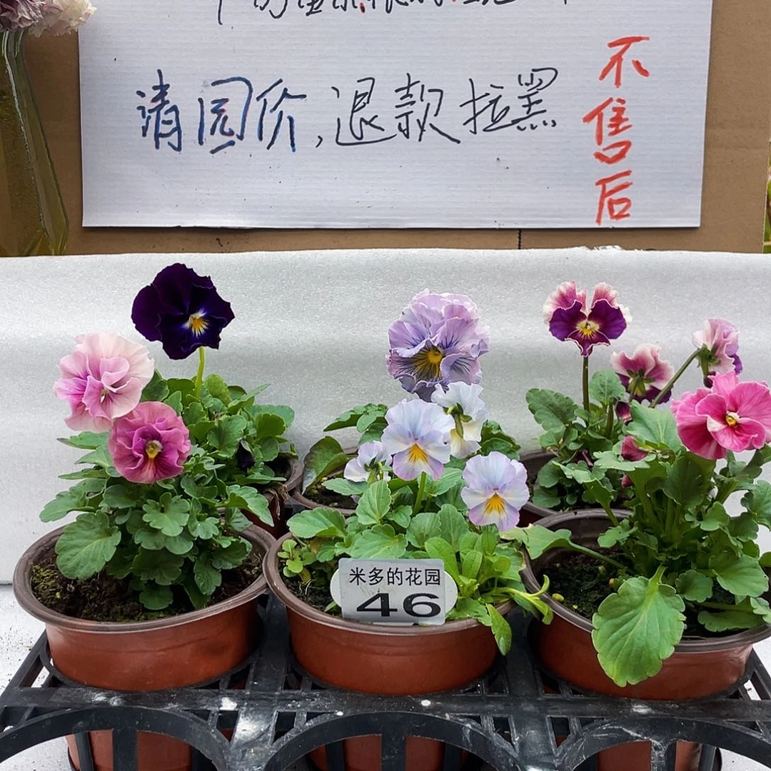 大部分花苞少量开放46