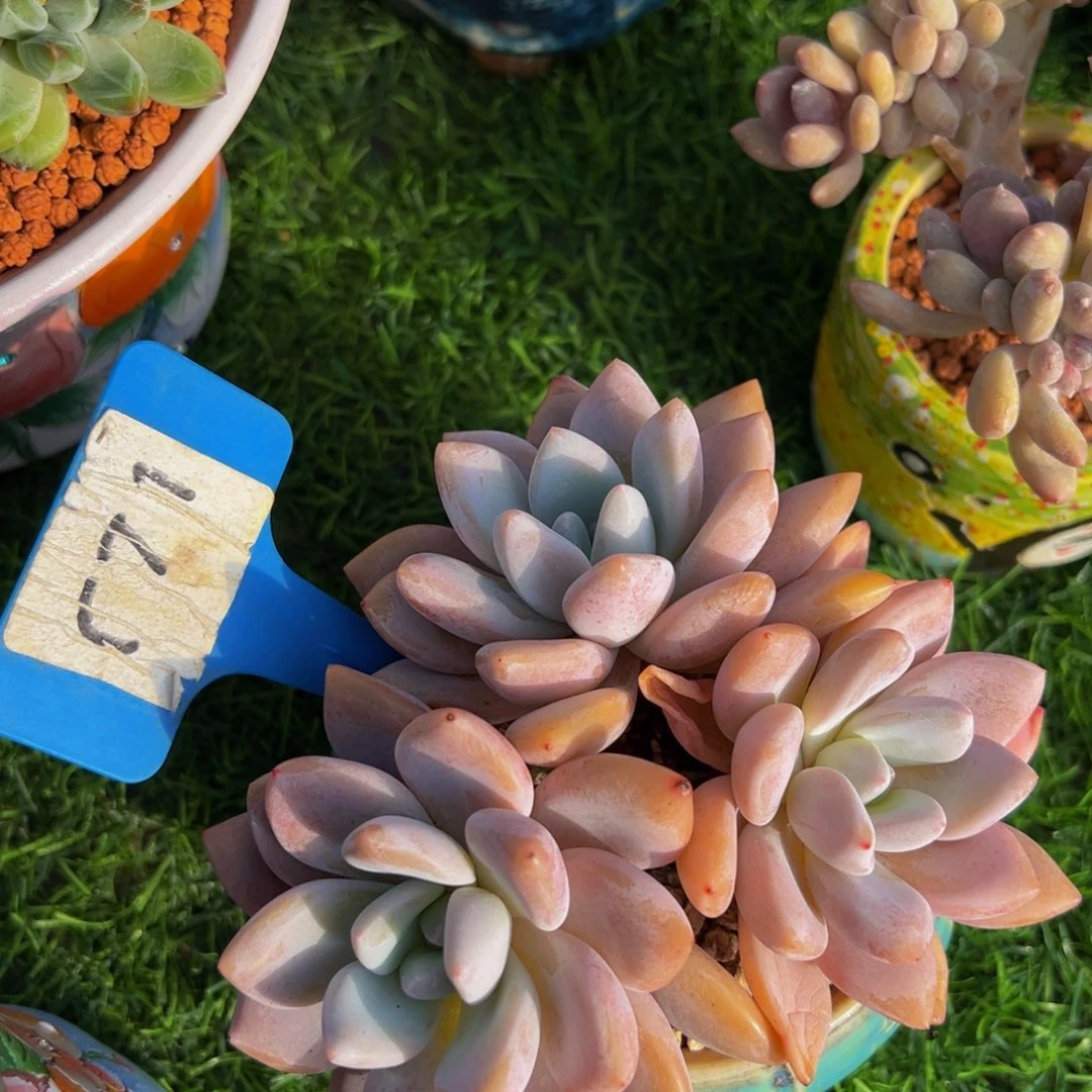 水*儿奥城多肉植物