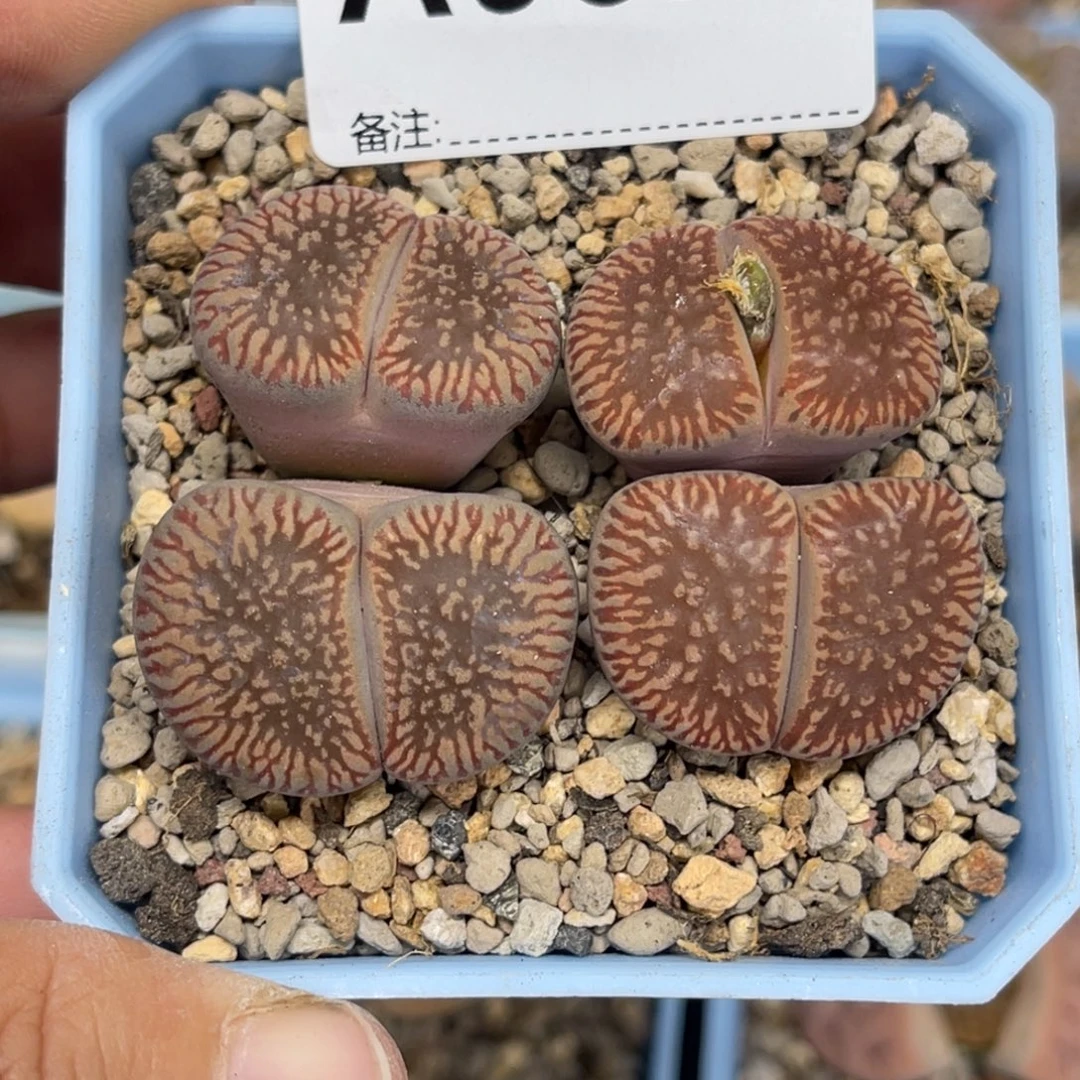 9327双头红流水2颗