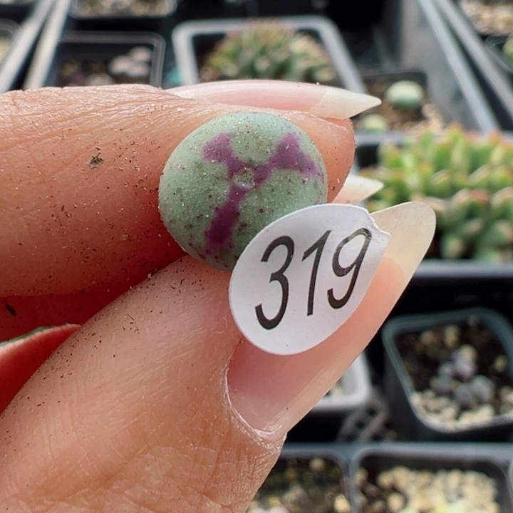 319号11111111111111