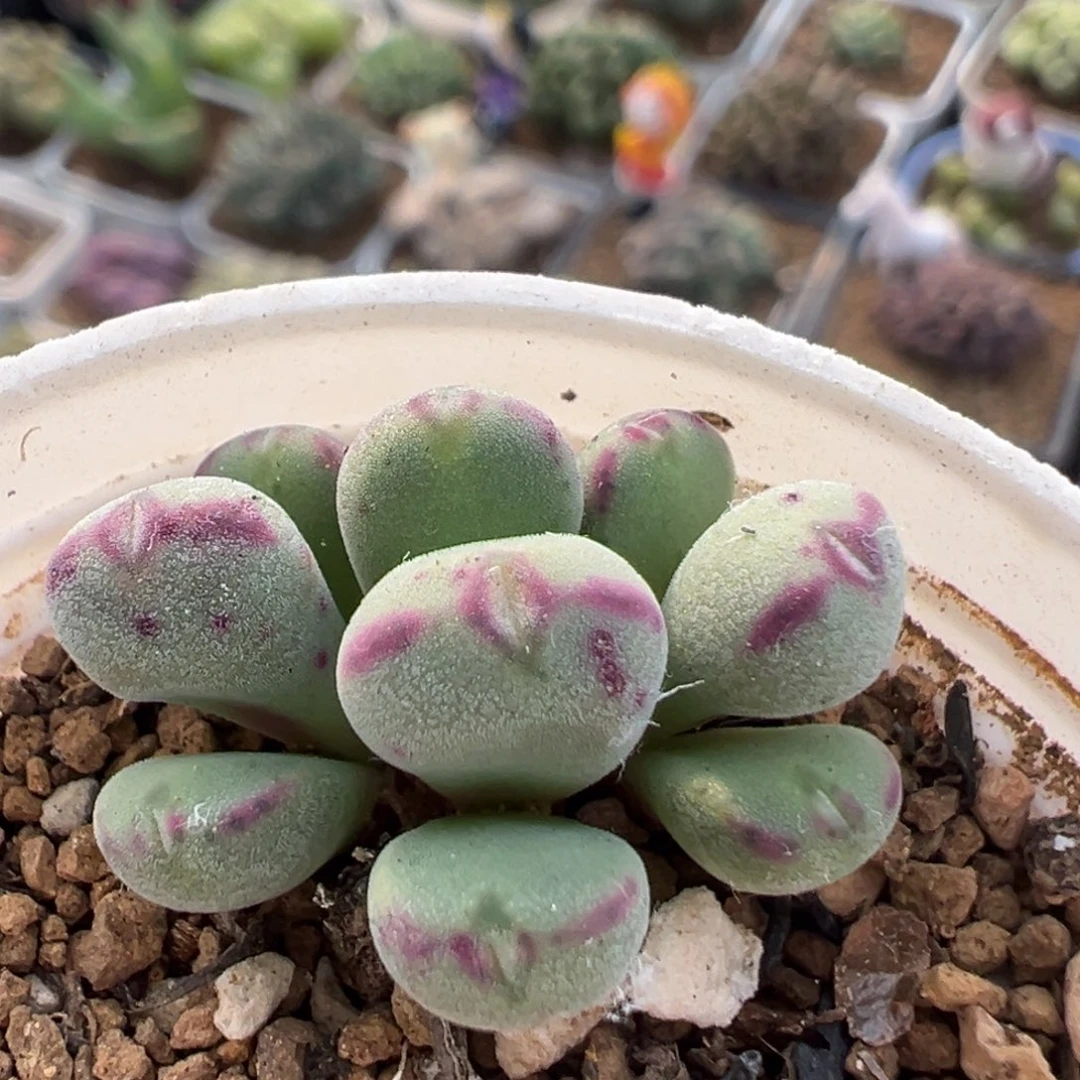 110多肉植物百科植物