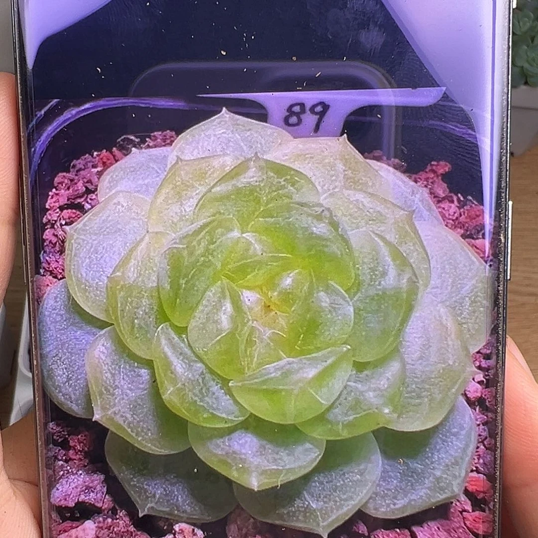 P89甜心。 状态图。