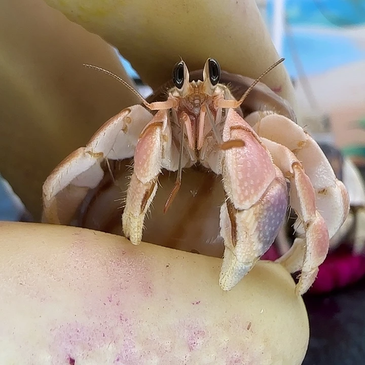 A16粉色灰白1.3cm口径