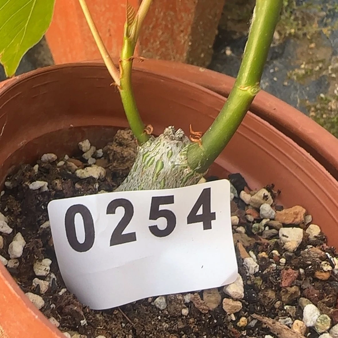 【闪购商品】?****?块根植物