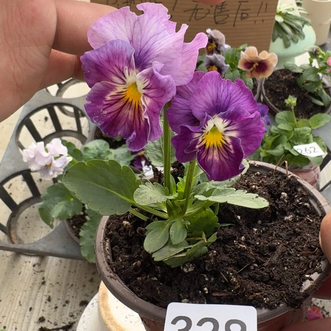 大部分花苞少量开放328