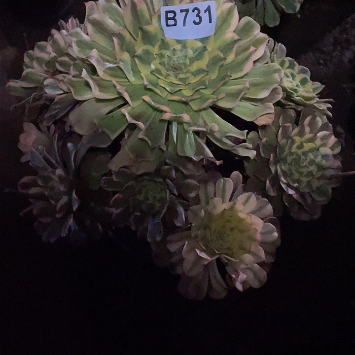 多肉法师731号沙皇大号发货不包损