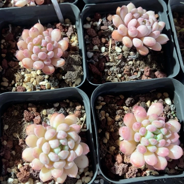 萌豆一颗量拍多肉满20包邮