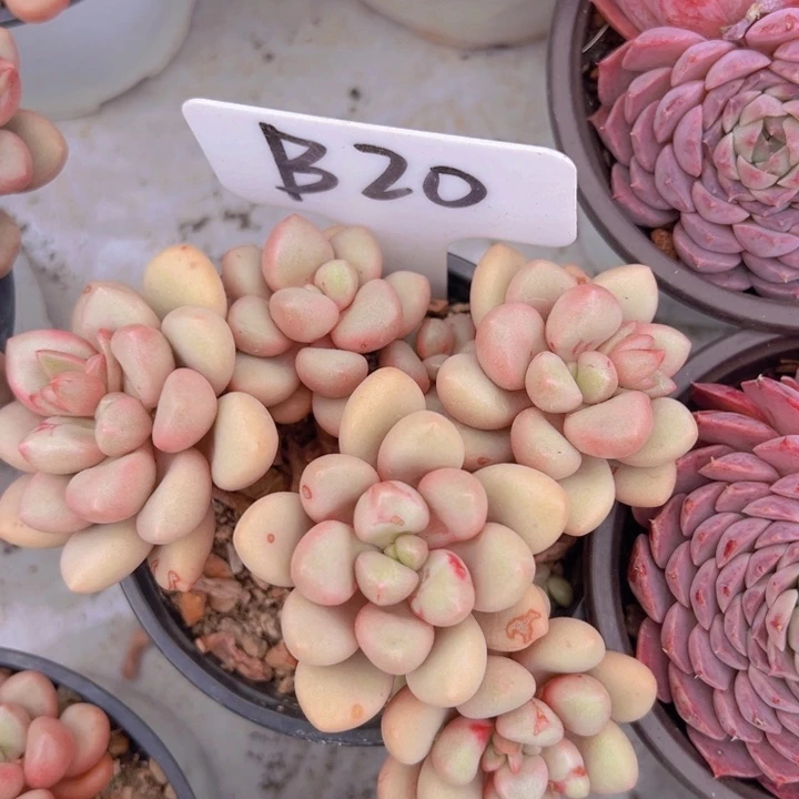 健健康康平平安安