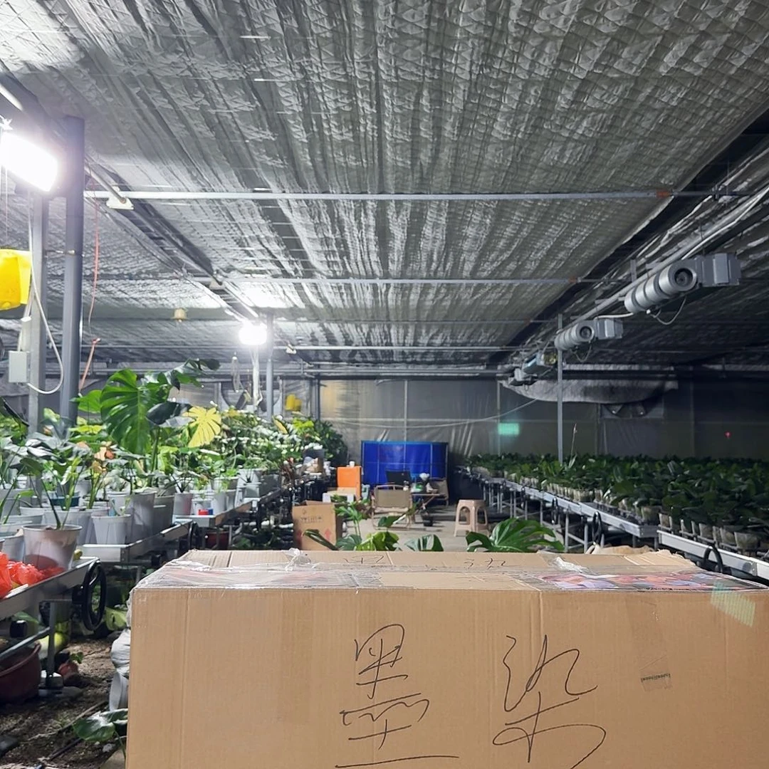 用***8无花朵龟背竹一物一拍
