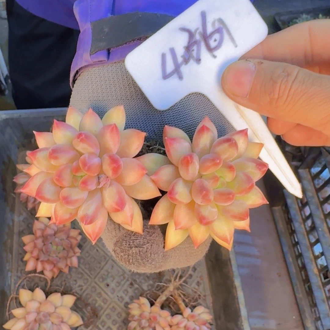 多肉植物的生长发育与
