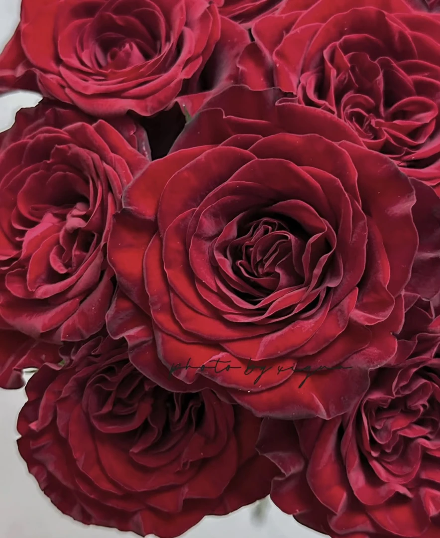 【红心梅拉】花农直发，全场任意两单顺丰冷链包邮，一单需补邮费！