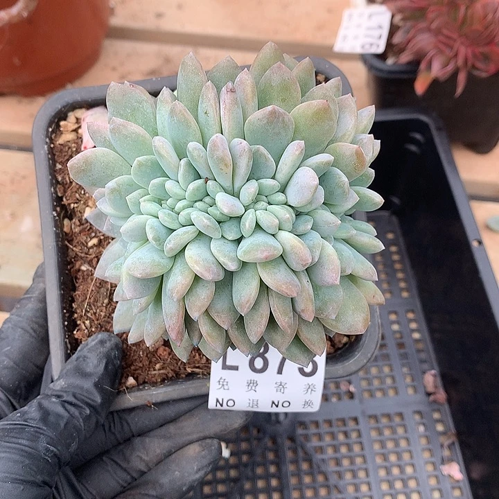 冰橙缀化 多肉植物，9.28号发
