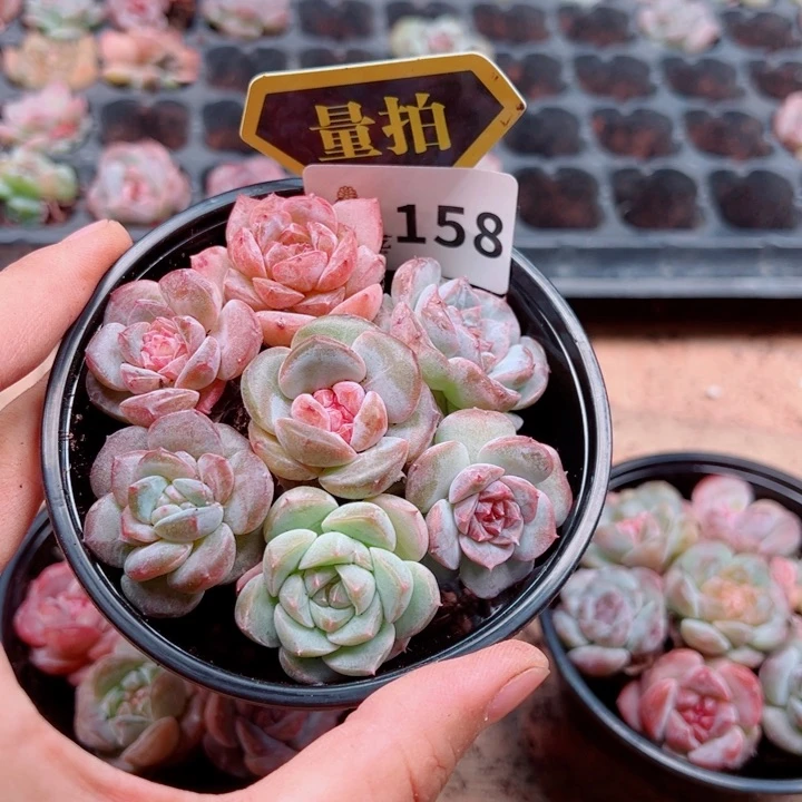 多肉植物多肉植物