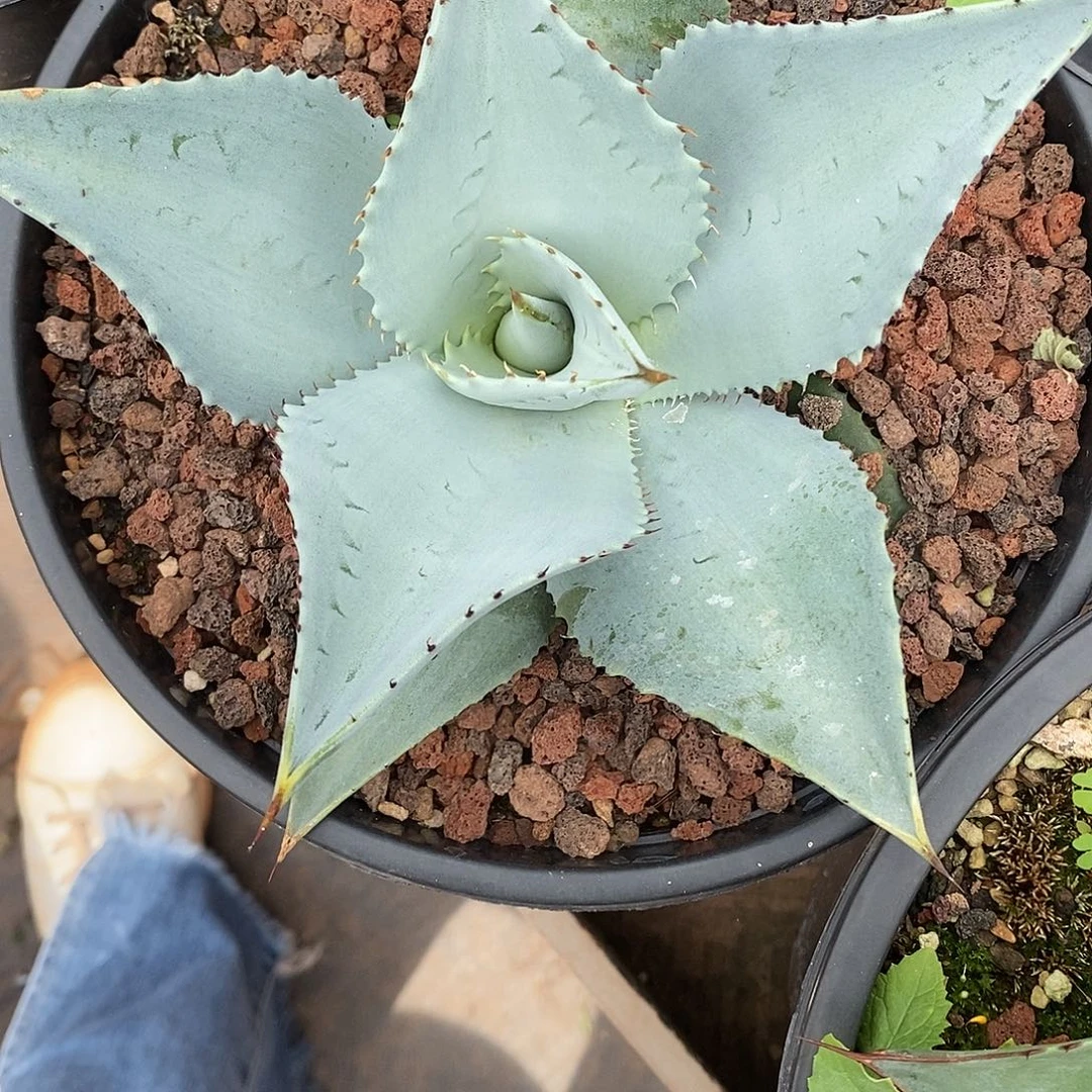 当前无花栽培后可以开花