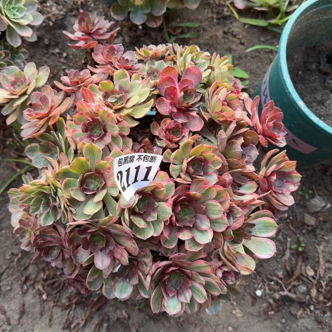 17-2法师万七彩2111