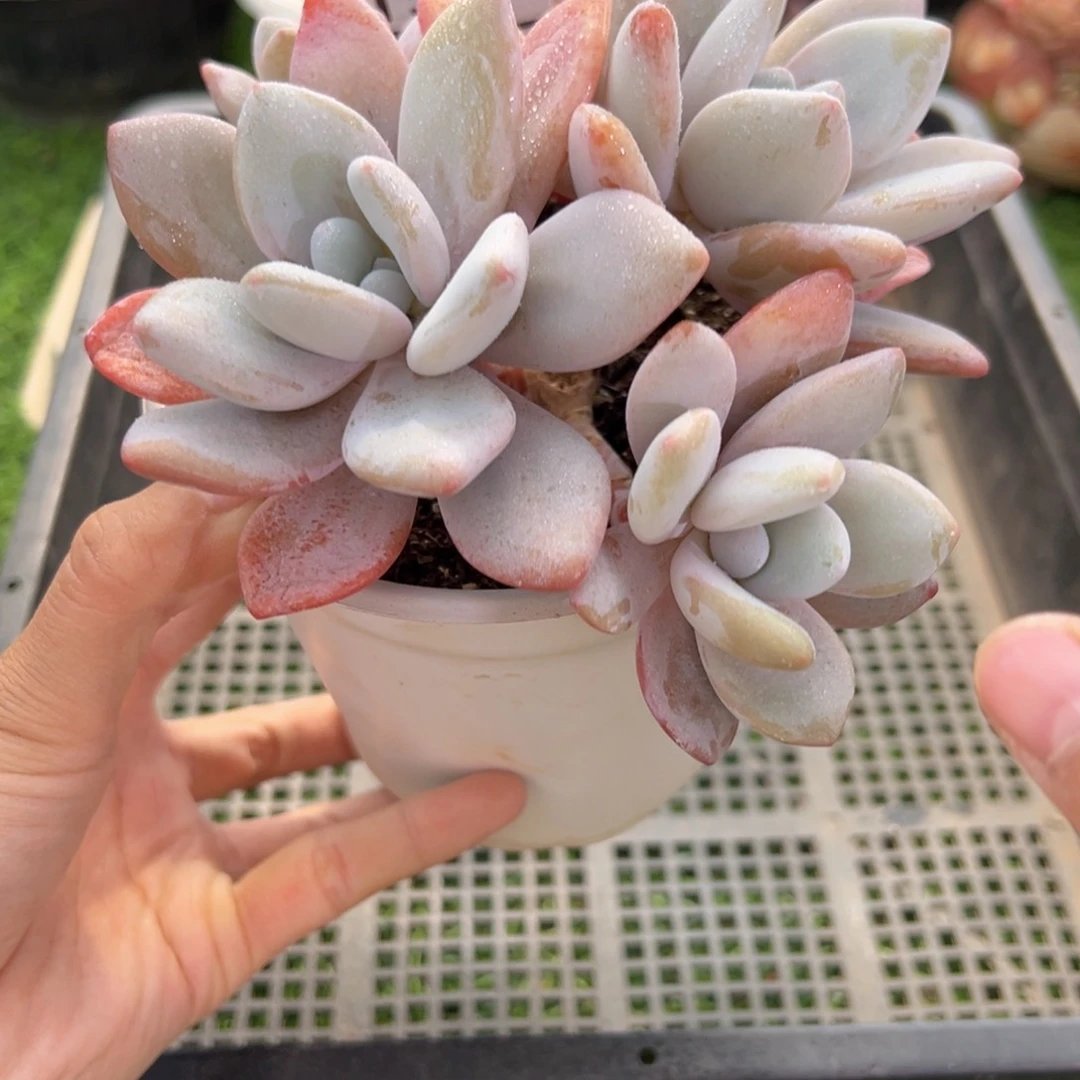 表妹精品多肉1568.