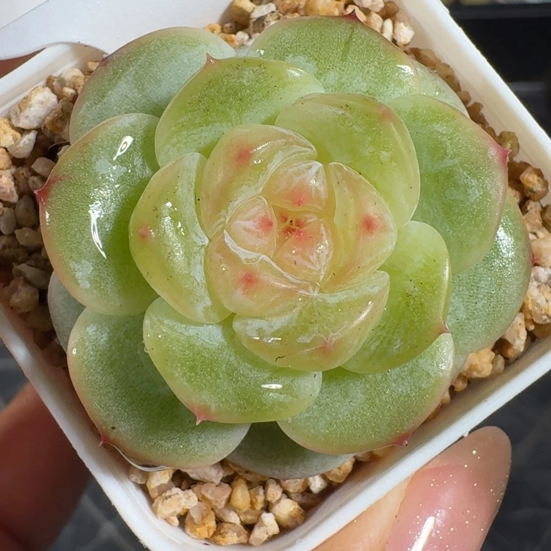 0812-097-芳草混单头