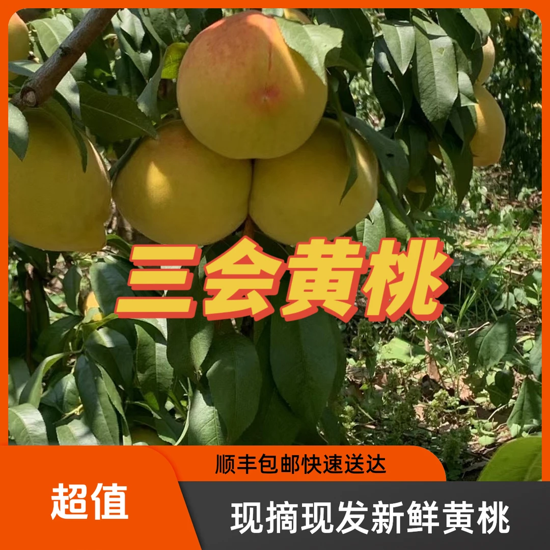 【果园直发】3斤顺丰包邮现摘现发南充三会镇锦绣黄桃特产自然手选