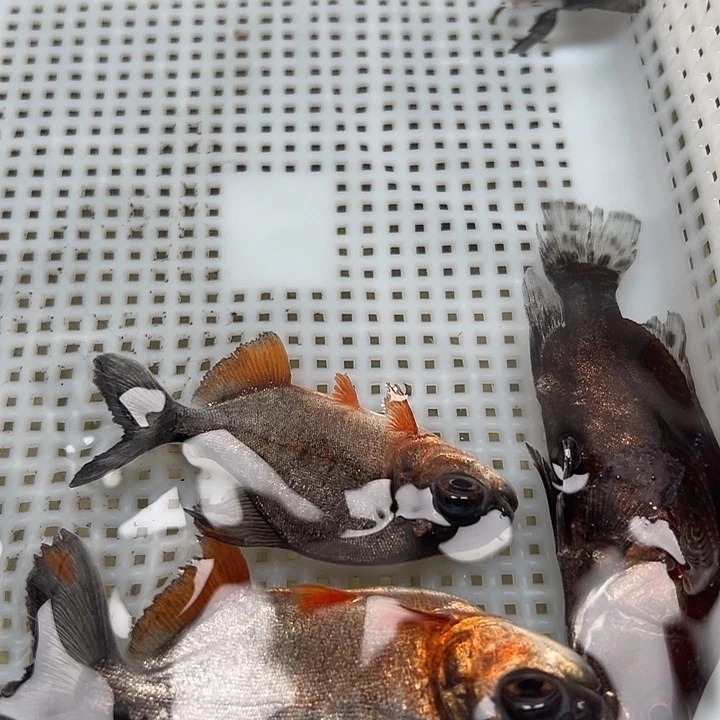 华***山海水3-5鲳鱼500条