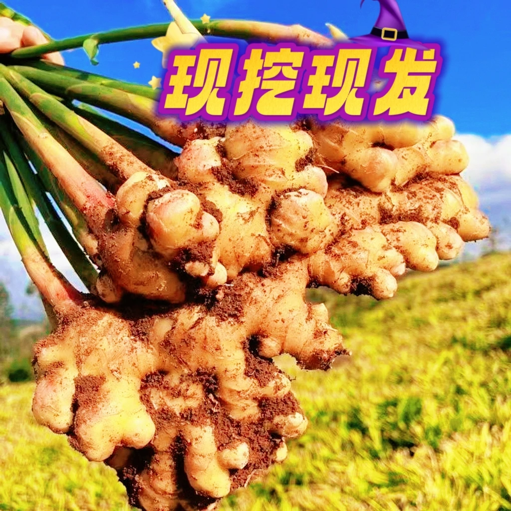 贵州高山小黄姜新鲜现挖月子姜口感清脆爽口
