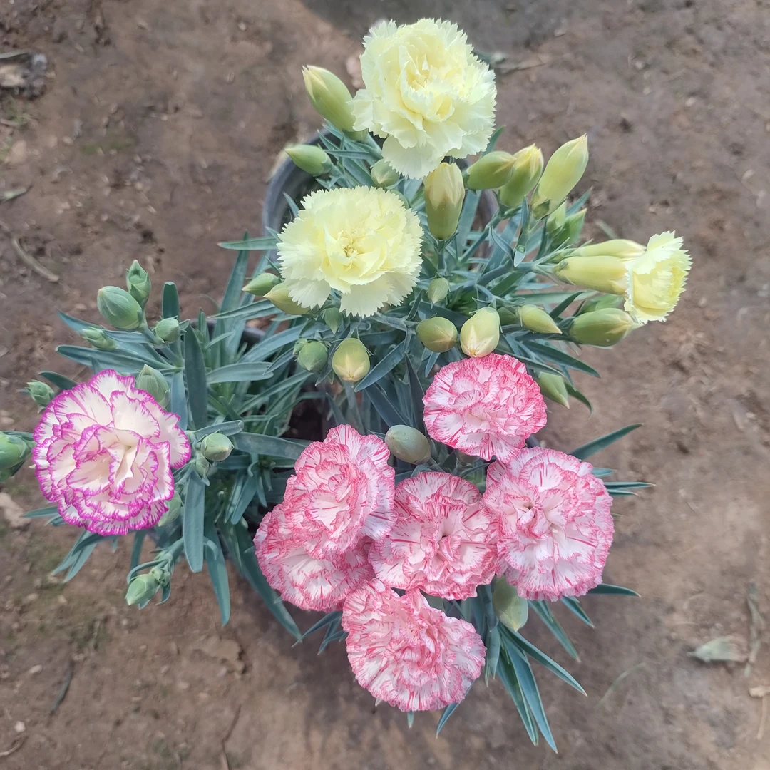 康乃馨盆栽《鹅黄 凤凰 芬芳 》四季开花运输掉花苞不售后