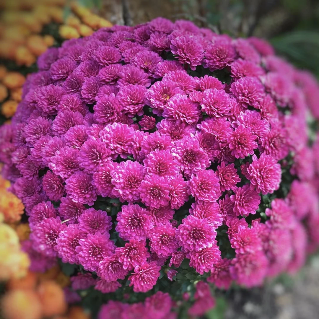紫水晶 球菊盆栽 多年生庭院阳台新手易养护爆花强发货快
