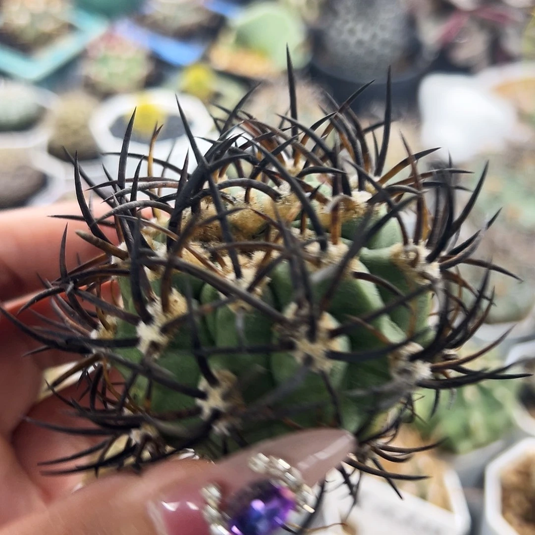 黑曜有根仙人球6666